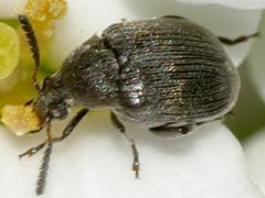 Pea/Bean Weevil